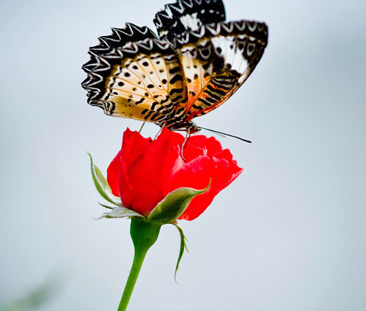 安全套專(zhuān)用玫瑰香精